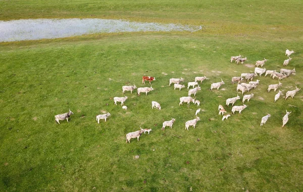 Vue aérienne du bétail entendu sur le pâturage — Photo