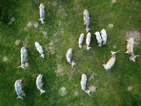 牛の群れ、空からの眺め — ストック写真