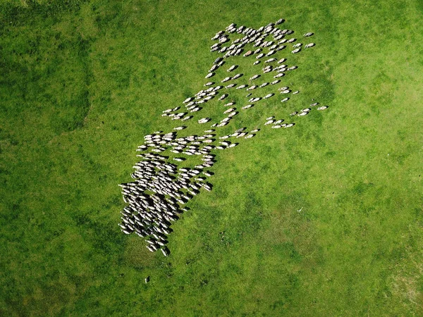 Vue aérienne du pâturage du troupeau de moutons sur le champ de printemps — Photo