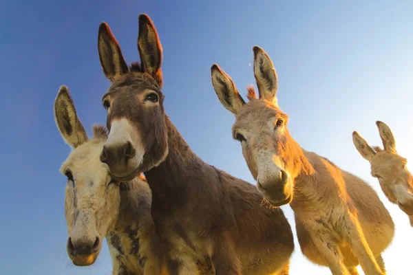 Quatro burros com rostos engraçados — Fotografia de Stock