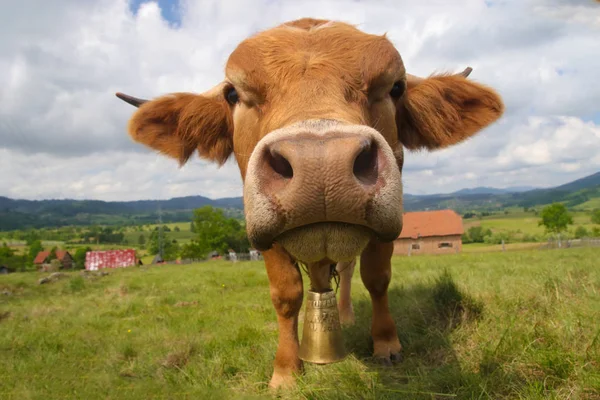 Buffo toro in faccia — Foto Stock