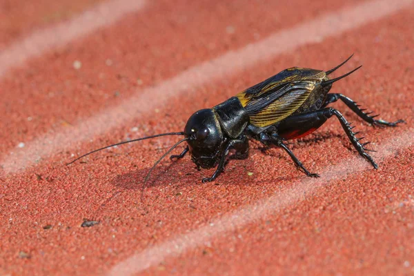 Field Cricket on the athletic track