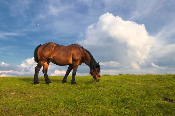 Sóska ló legeltetett a réten — Stock Fotó