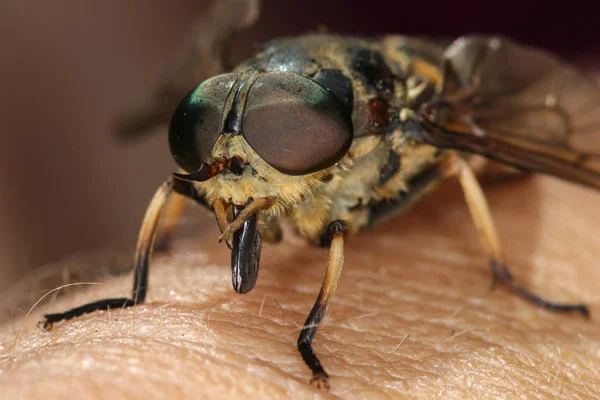Horsefly on the human skin ready to bite Royalty Free Stock Photos