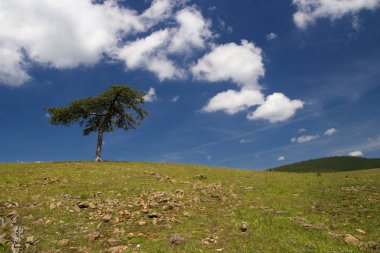 Yalnız çam ağacı ve gökyüzünde bulutlar
