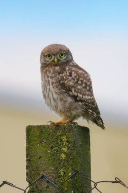 Funy Küçük baykuş Athene noctua 