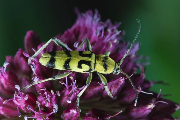 黄色的长角甲虫，花朵上的叶绿素变种 — 图库照片