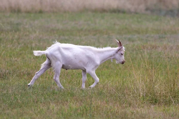 Young male white goat — Stock Photo, Image