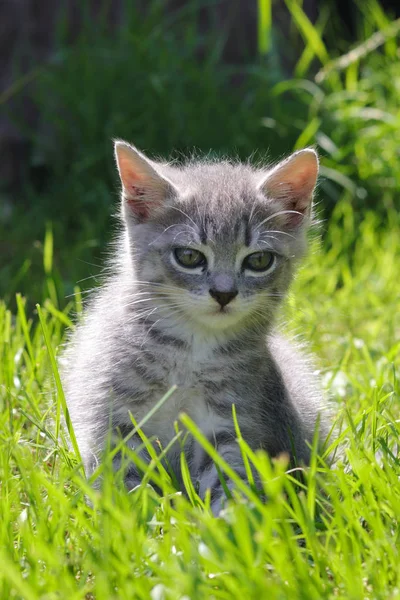 Grå kattunge på gresset – stockfoto