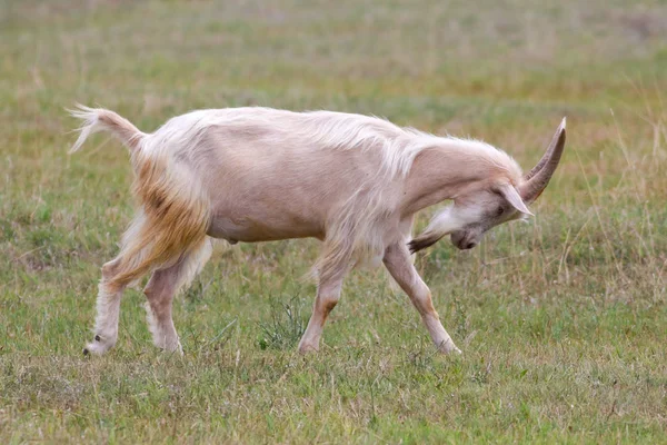 คาปริคอร์นขนดกสีขาวที่มีเขายาวบนทุ่งหญ้า — ภาพถ่ายสต็อก