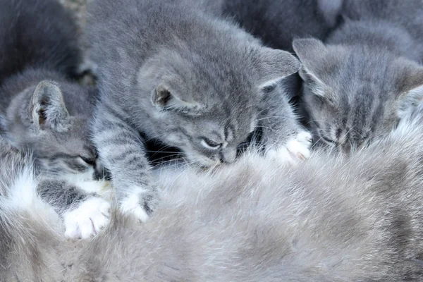 Tre grå kattunger suger mor. – stockfoto