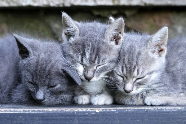 Three gray sleepy kittens