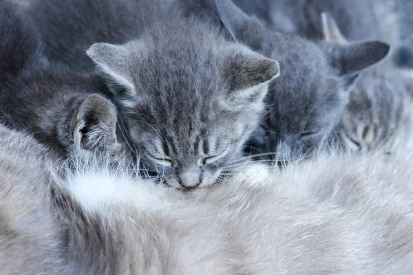Four grey kittens is sucking mother — Stock Photo, Image