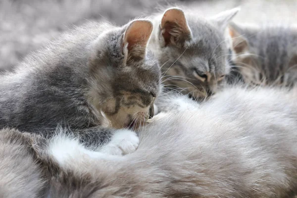 Three grey cute baby cats  is sucking mother — Stock Photo, Image