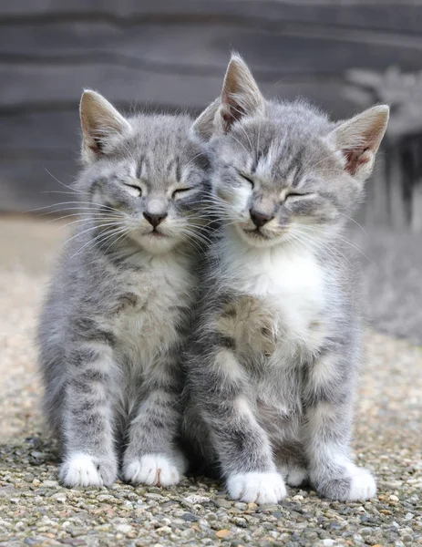 Два серых сонных котенка — стоковое фото