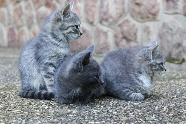 Three grey cute kittens in the yard — Stock Photo, Image