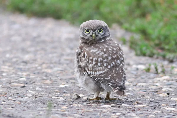 Pequena coruja Athene noctua com grandes olhos amarelos — Fotografia de Stock