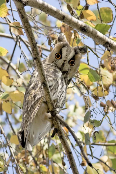 Coruja longa Asio otus, entre as folhas de outono — Fotografia de Stock