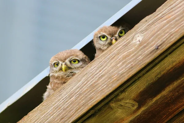 Due piccoli gufi Athene noctua con grandi occhi sul tetto — Foto Stock