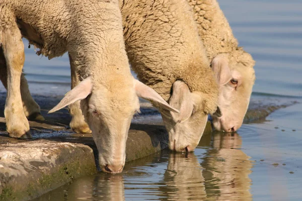 Tre pecore assetate sul posto annaffiante — Foto Stock