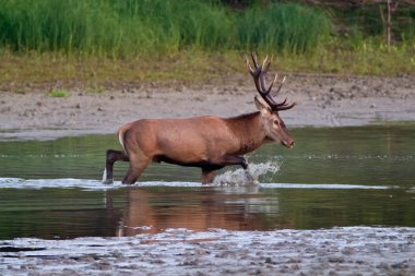 Boynuzlu kırmızı geyik nehri geçiyor
