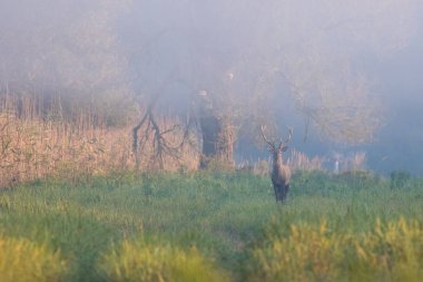 Sisli sonbahar ormanlarında boynuzlu kırmızı geyik