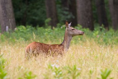 Kırmızı Geyik Hind portresi, Cervus elaphus