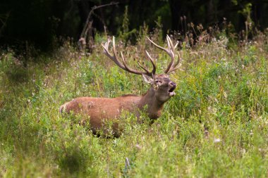 Ormanda rutting sezonunda kükreyen kırmızı geyik