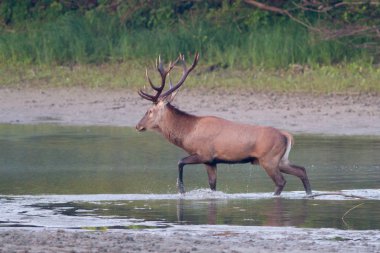 Boynuzlu kırmızı geyik Cervus elaphus nehri geçiyor