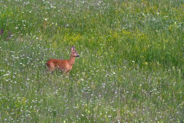 Bahar çiçek tarlasında karaca erkek