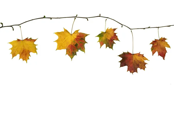 Autumn fall branch with maple  leaves on white — Stock Photo, Image