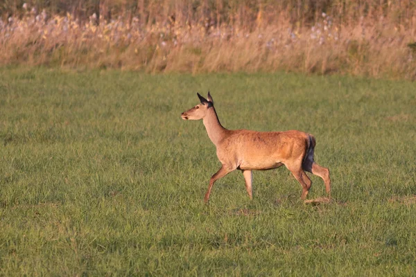 Red Deer Hind, Cervus elaphus courant — Photo