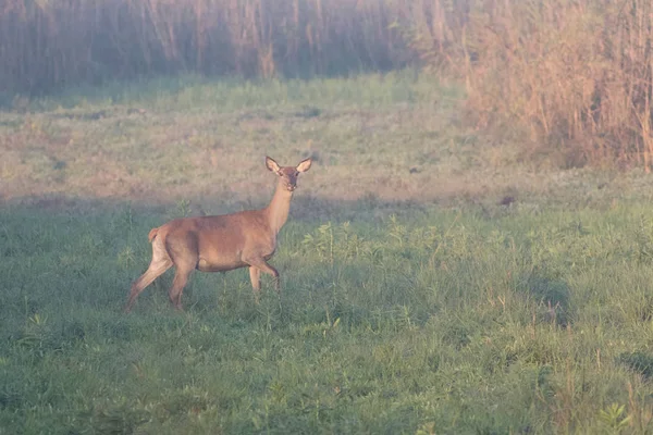 Red Hind veado, Cervus elaphus na paisagem de outono — Fotografia de Stock