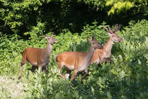 Deux biches et des cerfs courent — Photo