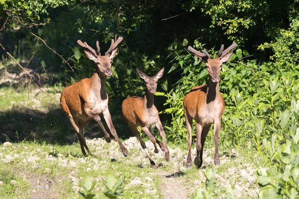Trois jeunes Cerfs rouges Cervus elaphus court — Photo