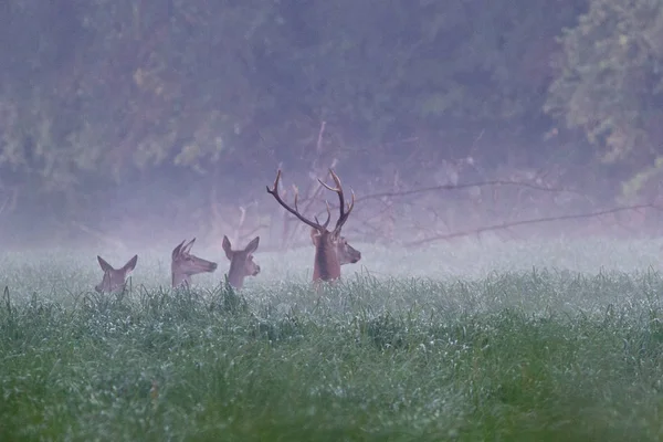 Trois biches et cerfs rouges dans la matinée brumeuse — Photo