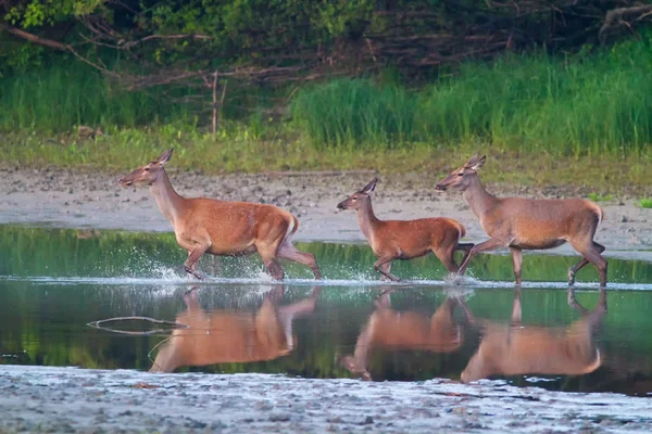 Deux biches et un faon de cerf rouge traversent la rivière — Photo