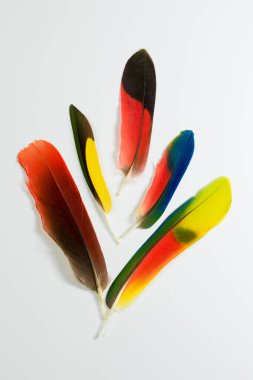 Beyaz beş renkli papağan kuş tüyleri