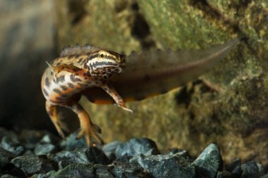 Ortak newt, Triturus vulgaris