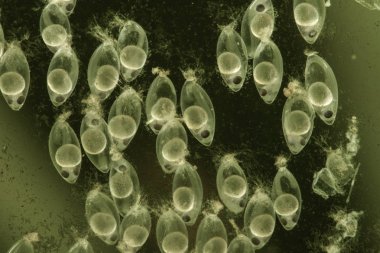 Yumurtadan çıkan Çinli uyuyan balık, Perccottus glenii