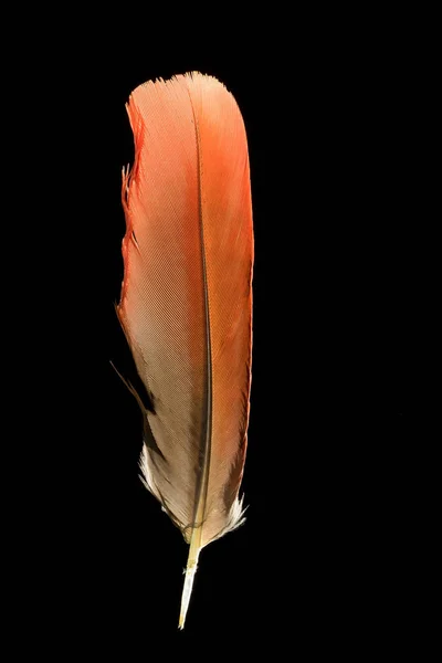 Pena de pássaro de papagaio laranja colorido em preto — Fotografia de Stock