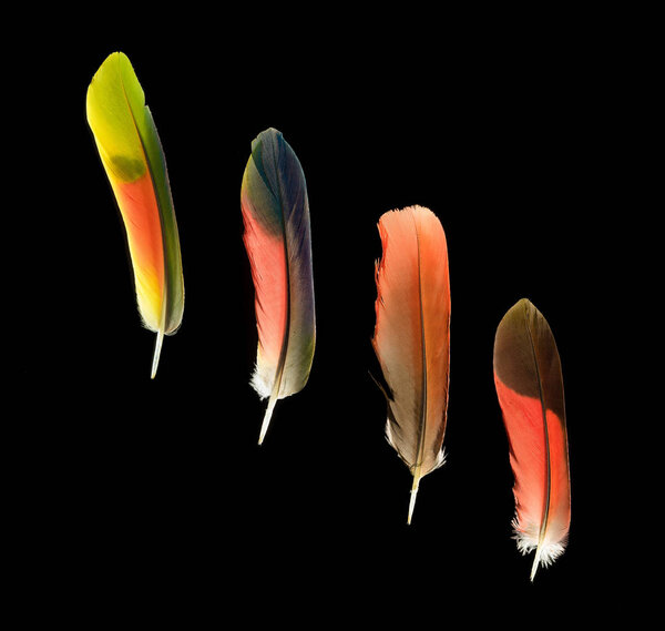 Four colorful parrot bird feathers on black