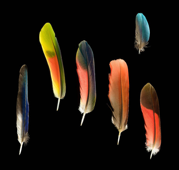 Six colorful parrot bird feathers on black
