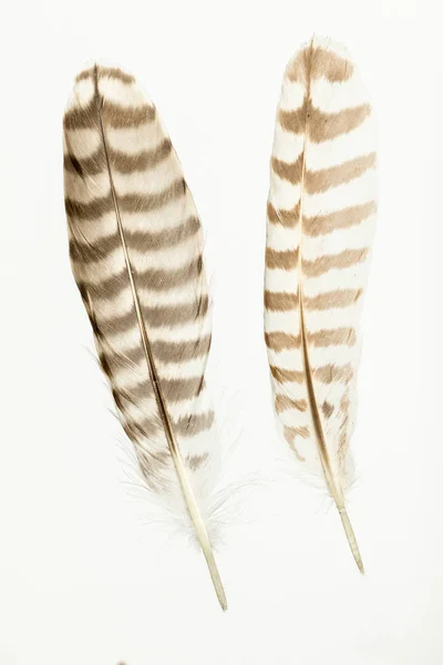 Duas penas de pássaro Eurasian curlew no branco — Fotografia de Stock