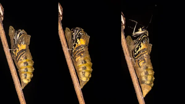 Opkomende en metamorfose van Swallowtail Papilio machaon Butter — Stockfoto