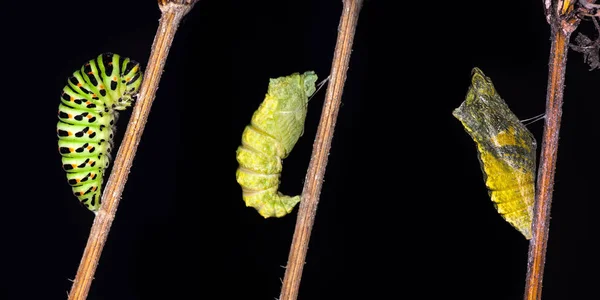 Emergente y metamorfosis de la manteca de papilio machaon Swallowtail —  Fotos de Stock