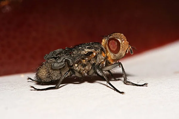 Casa emergente mosca —  Fotos de Stock