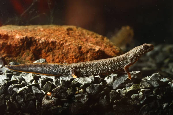 Amphibia danube crested molch, triturus dobrogicus — Stockfoto