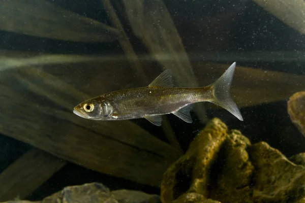 Peixes predadores asp, Aspius aspius — Fotografia de Stock