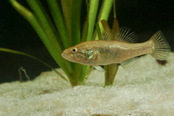 Poisson dormeur chinois, perccottus gleni, espèces envahissantes — Photo